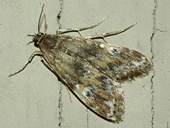 Waterlily Leafcutter Moth